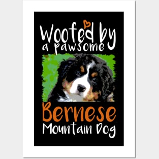 Bernese Mountain Dog Face Posters and Art